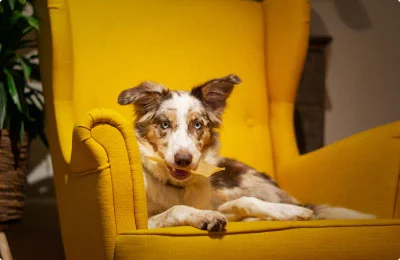 pet366