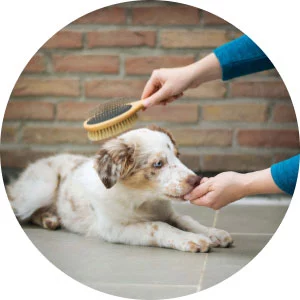 pet366